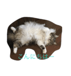 猫  メインクーン  セイヤ（個別スタンプ：5）