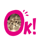 猫  メインクーン  セイヤ（個別スタンプ：6）