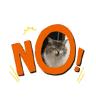 猫  メインクーン  セイヤ（個別スタンプ：7）