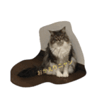 猫  メインクーン  セイヤ（個別スタンプ：8）
