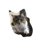 猫  メインクーン  セイヤ（個別スタンプ：9）