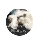 猫  メインクーン  セイヤ（個別スタンプ：12）