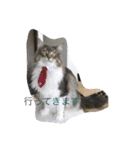 猫  メインクーン  セイヤ（個別スタンプ：13）