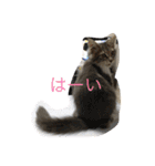 猫  メインクーン  セイヤ（個別スタンプ：15）