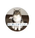 猫  メインクーン  セイヤ（個別スタンプ：16）