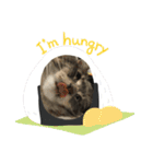 猫  メインクーン  セイヤ（個別スタンプ：17）