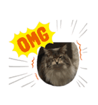 猫  メインクーン  セイヤ（個別スタンプ：18）