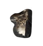 猫  メインクーン  セイヤ（個別スタンプ：19）