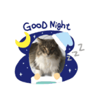 猫  メインクーン  セイヤ（個別スタンプ：20）