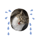 猫  メインクーン  セイヤ（個別スタンプ：21）