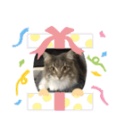 猫  メインクーン  セイヤ（個別スタンプ：22）