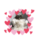 猫  メインクーン  セイヤ（個別スタンプ：23）