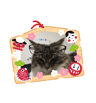 猫  メインクーン  セイヤ（個別スタンプ：25）
