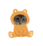 猫  メインクーン  セイヤ（個別スタンプ：26）