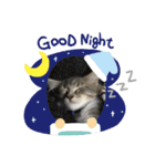 猫  メインクーン  セイヤ（個別スタンプ：27）