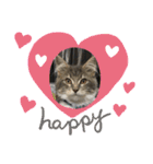 猫  メインクーン  セイヤ（個別スタンプ：28）