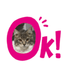 猫  メインクーン  セイヤ（個別スタンプ：29）