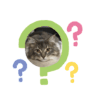 猫  メインクーン  セイヤ（個別スタンプ：30）