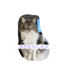 猫  メインクーン  セイヤ（個別スタンプ：32）