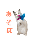 ななれおのまったり日常（個別スタンプ：5）