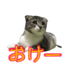 めんみちゃん（個別スタンプ：1）