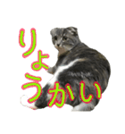 めんみちゃん（個別スタンプ：3）