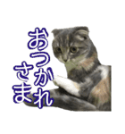 めんみちゃん（個別スタンプ：6）