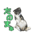 めんみちゃん（個別スタンプ：10）