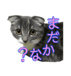 めんみちゃん（個別スタンプ：17）