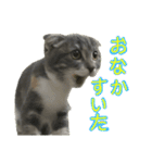 めんみちゃん（個別スタンプ：21）