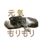 めんみちゃん（個別スタンプ：24）
