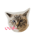 あまり話したくない猫さんスタンプ（個別スタンプ：1）