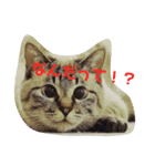 あまり話したくない猫さんスタンプ（個別スタンプ：2）