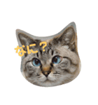あまり話したくない猫さんスタンプ（個別スタンプ：3）