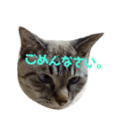 あまり話したくない猫さんスタンプ（個別スタンプ：4）