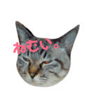 あまり話したくない猫さんスタンプ（個別スタンプ：5）