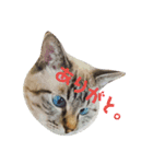 あまり話したくない猫さんスタンプ（個別スタンプ：6）