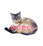 あまり話したくない猫さんスタンプ（個別スタンプ：7）