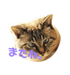 あまり話したくない猫さんスタンプ（個別スタンプ：8）