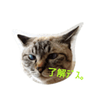 あまり話したくない猫さんスタンプ（個別スタンプ：9）
