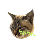 あまり話したくない猫さんスタンプ（個別スタンプ：10）