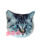 あまり話したくない猫さんスタンプ（個別スタンプ：11）
