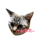 あまり話したくない猫さんスタンプ（個別スタンプ：12）