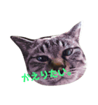 あまり話したくない猫さんスタンプ（個別スタンプ：13）