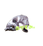 あまり話したくない猫さんスタンプ（個別スタンプ：14）
