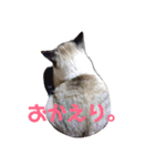 あまり話したくない猫さんスタンプ（個別スタンプ：15）