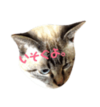 あまり話したくない猫さんスタンプ（個別スタンプ：16）