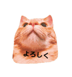 猫のお返事スタンプ あめ/もも/ミント（個別スタンプ：2）