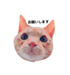 猫のお返事スタンプ あめ/もも/ミント（個別スタンプ：3）