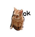 猫のお返事スタンプ あめ/もも/ミント（個別スタンプ：4）